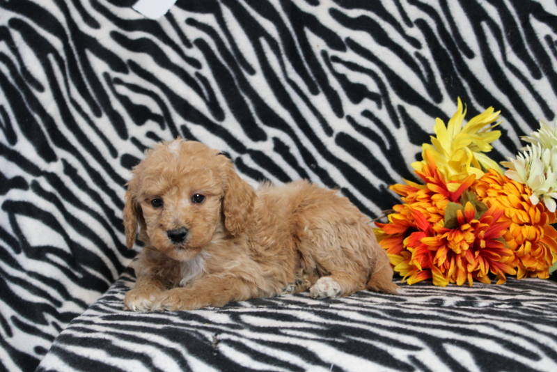 puppy, for, sale, Mini Goldendoodle F2B, Matthew B. Stoltzfus, dog, breeder, Gap, PA, dog-breeder, puppy-for-sale, forsale, nearby, find, puppyfind, locator, puppylocator, aca